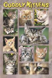 Poster - Cuddly kittens Enmarcado de cuadros